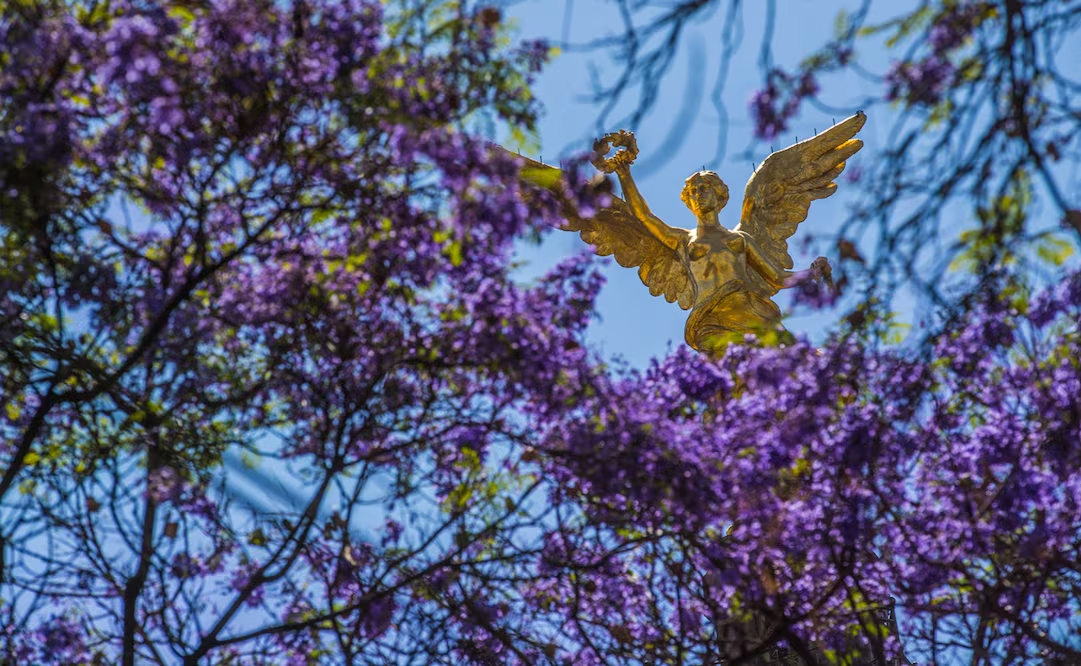 Árboles de jacaranda y el ángel de la independiencia